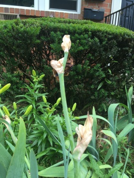 Shriveled nubs of formerly full irises